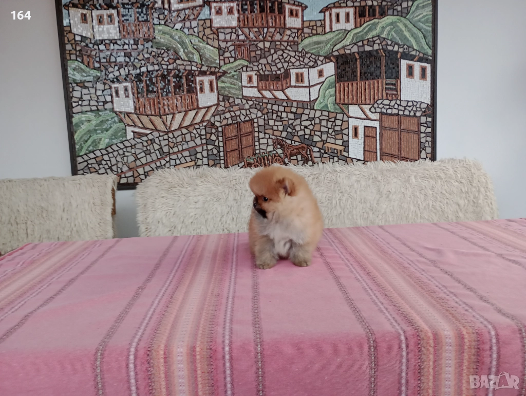 Мъжки Померани., снимка 1