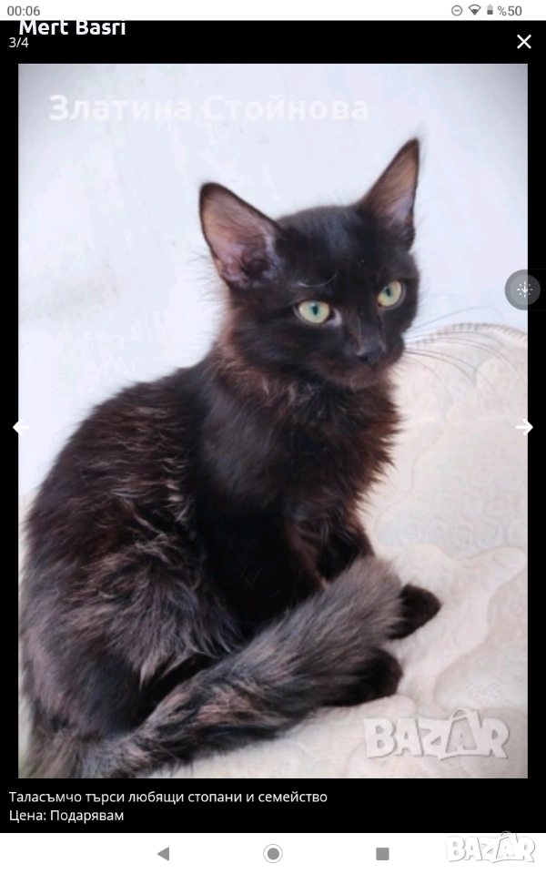 Таласъмчо търси любящи стопани и семейство, снимка 1