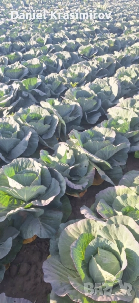 Прясно и крехко зеле Кьосе, снимка 1