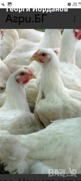 продавам бройлери заклане от4до4.500клг., снимка 1