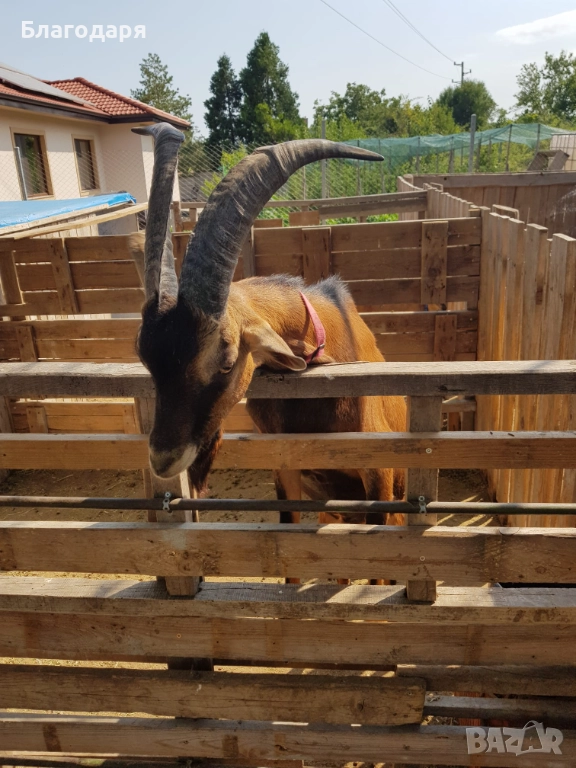 Френски алпин , снимка 1