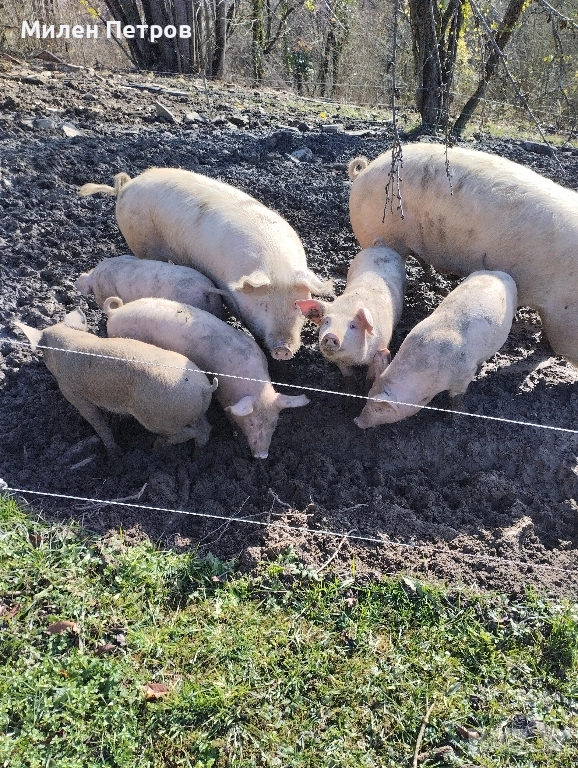 Прасе, снимка 1