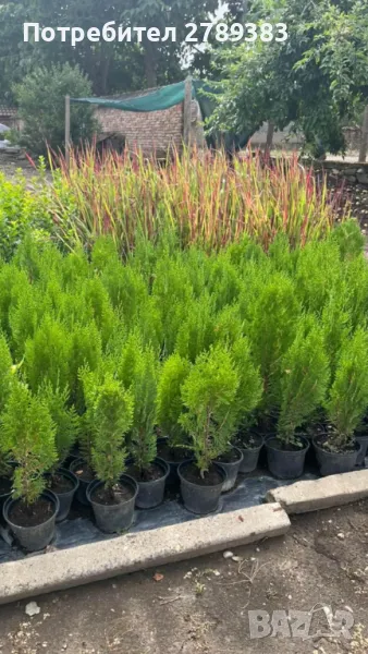 Източна туя , снимка 1