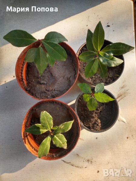 Разсад "ДАФИНОВ ЛИСТ", снимка 1