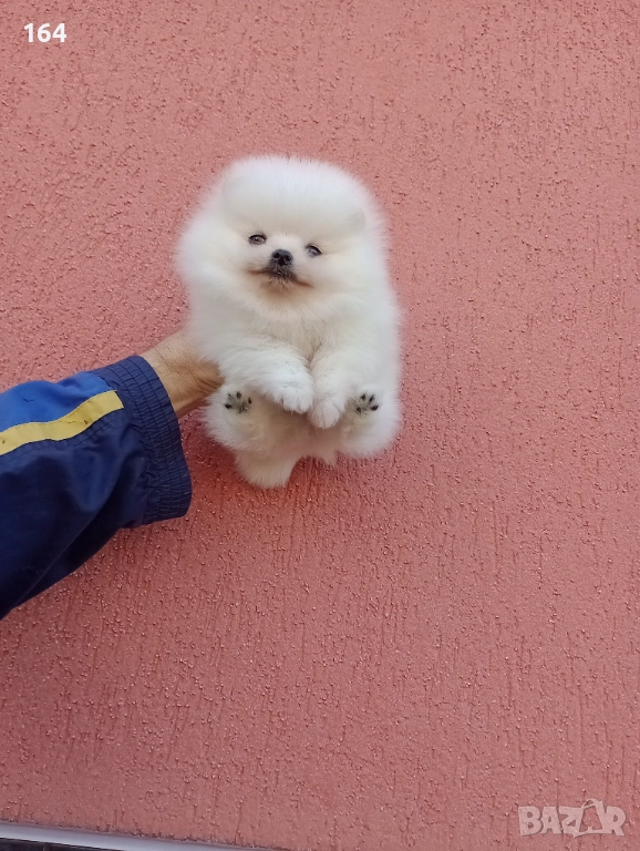 Бял мъжки Померан. Реални снимки , снимка 1