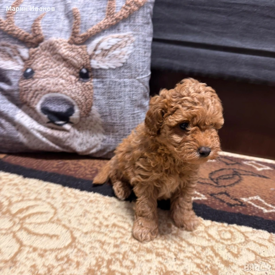 Мини пудел, момченце, снимка 1