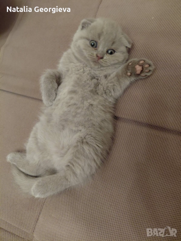 Шотландски котенца , снимка 1