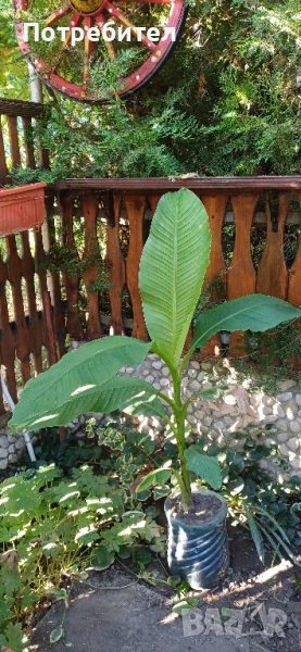 Бананова палма, снимка 1