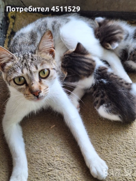 Подарявам котета , снимка 1