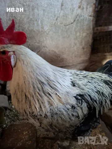 Сребърно Брезе-тъмна мутация петли на 1 година на 2 5 месеца страхотни. много рядък цвят, снимка 6 - други­ - 49415427