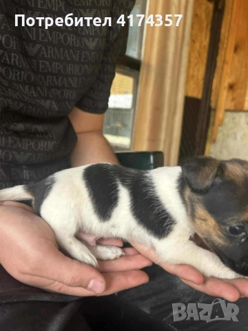 Джак ръсел териер , снимка 10 - Джак ръсел териер - 52822970