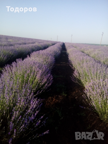 етерично масло от лавандула