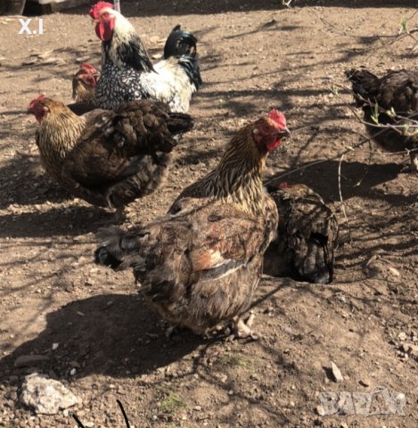 Катунски пилета и кокошки , снимка 5 - Кокошки и пуйки - 41230194