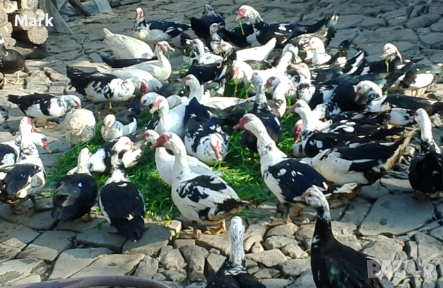 Неми патици свободно отлгеждани - юрдечки, снимка 3 - Патици и гъски - 52842654