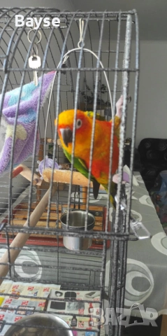 Аратинга с документи, снимка 2 - Папагали - 52889360