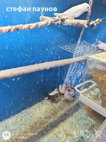 Амадинки, снимка 2 - Амадини - 53731472