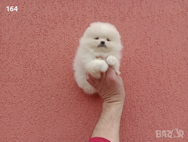 Бели мини Померани. Реални снимки от 13.03.26 г. , снимка 3 - Померан - 53710741