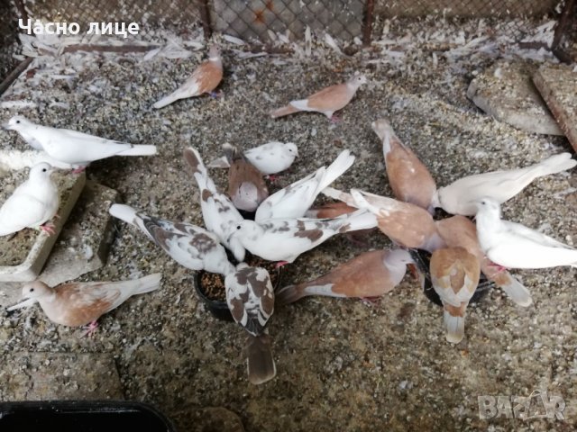 Смеещисе гугутки , снимка 3 - други­ - 33928305