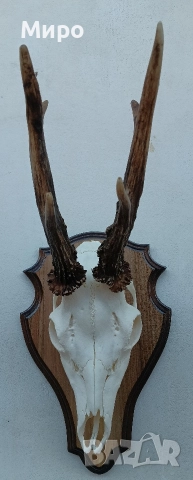Трофей от сръндак.Рога., снимка 3 - Декорация за дома - 52863338