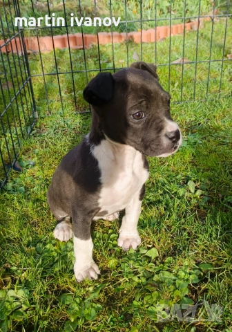 Маки питбули, снимка 4 - Питбул - 52840450