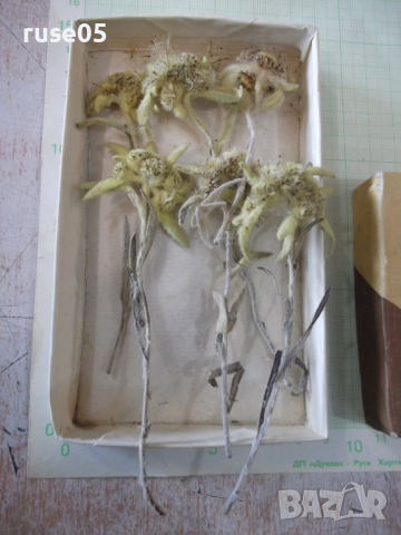 Еделвайс - 6 бр. хербаризаран комлект, снимка 2 - Други ценни предмети - 36345948