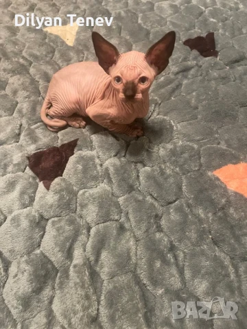 Канадски сфинкс, снимка 9 - Сфинксове - 50620392