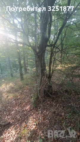 Продават се 26 дка гора, 1-ва кат., бял и черен бор, до Трявна, снимка 1