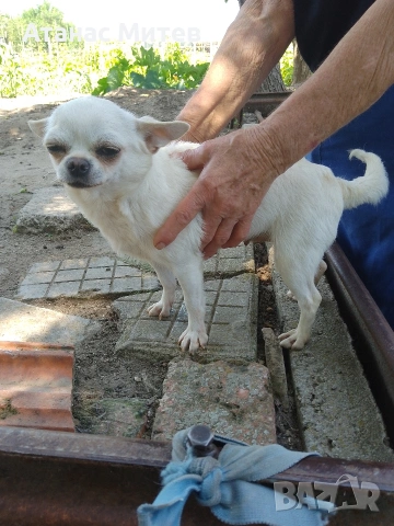 Продавам женска мини чихуахуа, снимка 3 - Чихуахуа - 52121822