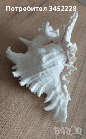 раковина за ценители 