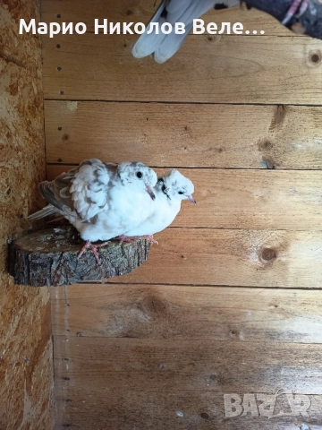 гугутки смехурки , снимка 11 - Гълъби - 52550070