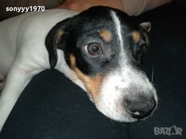 бебе джак-женско 2810251642, снимка 13 - Джак ръсел териер - 52213728