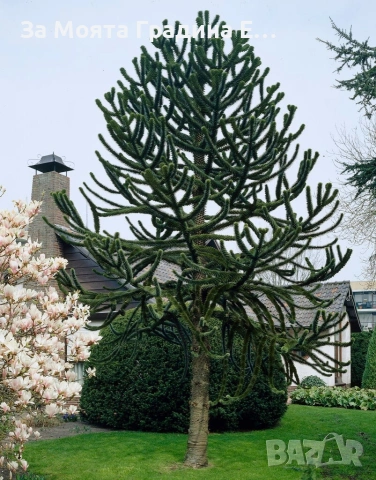 Араукария, снимка 10 - Градински цветя и растения - 53743750