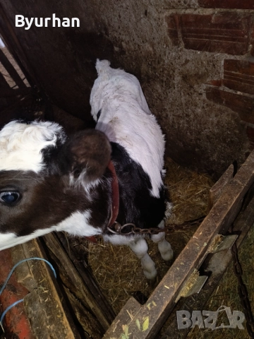 Теле на месец, снимка 3 - Крави - 52881646