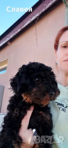 Мини пудел мъжки , снимка 3 - Пудели - 49390397