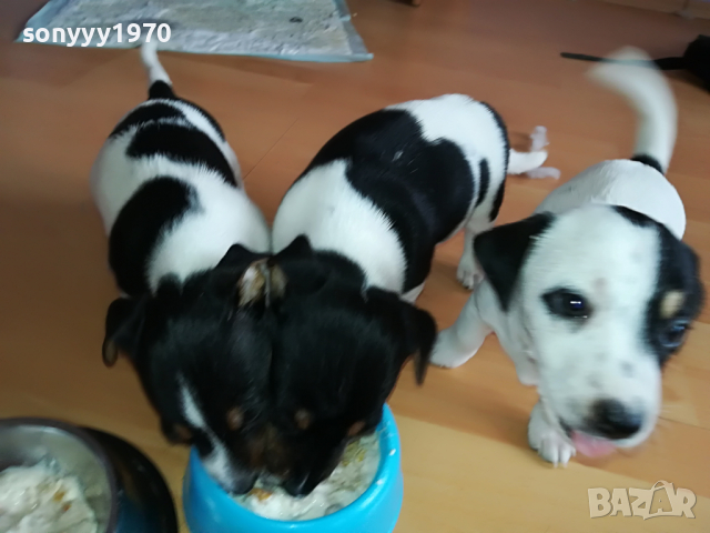 ДЖАКОВЕ СЛАДУРИ 0104221208, снимка 2 - Джак ръсел териер - 36305837