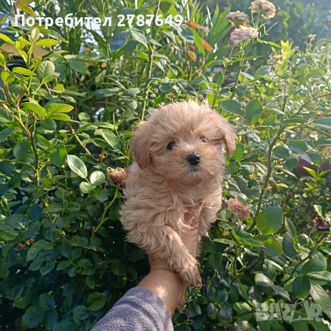 Малтипу♥️♥️Момичета, снимка 5 - Пудели - 56126037