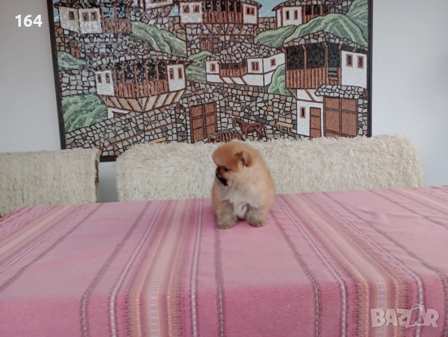 Мъжки Померани.