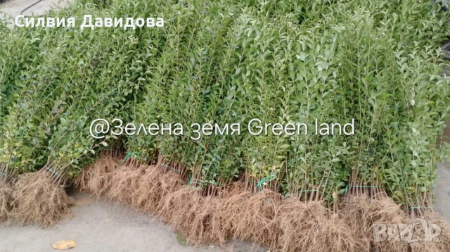 Лигуструм 0.30е гол корен за жив плет, снимка 3 - Градински цветя и растения - 53691559