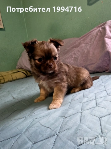 Чихуахуа момчета , снимка 4 - Чихуахуа - 53226584