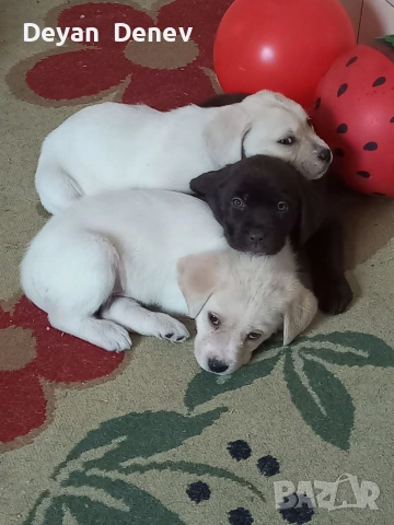 лабрадор реитривър , снимка 5 - Лабрадор ретривър - 52878460