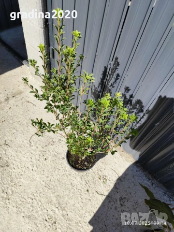 Енкиантус/ Enkianthus Campanulatus, снимка 7 - Разсади - 40314715