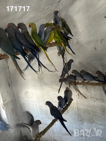 Малък Александър, снимка 5 - Папагали - 51129249