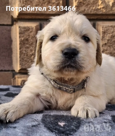 Чистокръвен голдън ретривър мъжко, снимка 2 - Голдън ретривър - 50903635