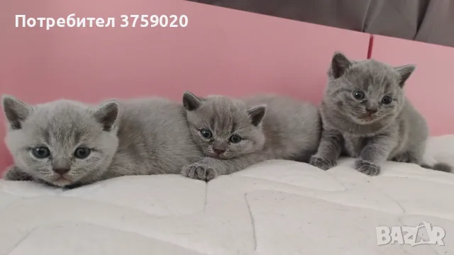 Британски късокосмести/Шотландска клепоуха, снимка 6 - Британска късокосместа - 55778673