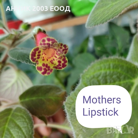 Сортови колерии, снимка 6 - Стайни растения - 53782439