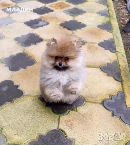 померан, снимка 2 - Померан - 52998650