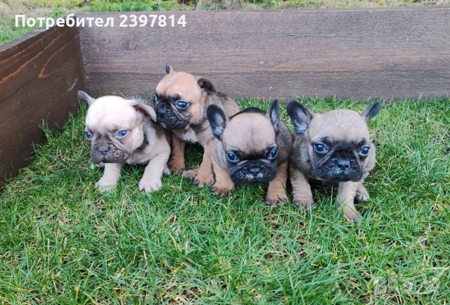 Френски булдог , снимка 7 - Френски булдог - 53832556