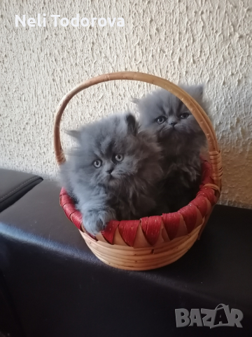 Малки персийски котенца, снимка 2 - Персийска - 36447364