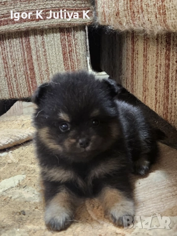 Померанчета, пухави топки, снимка 6 - Померан - 52677456