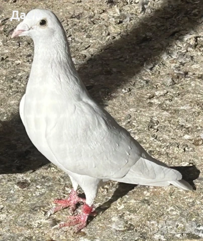 Спортни пощенски, снимка 2 - Гълъби - 53014235